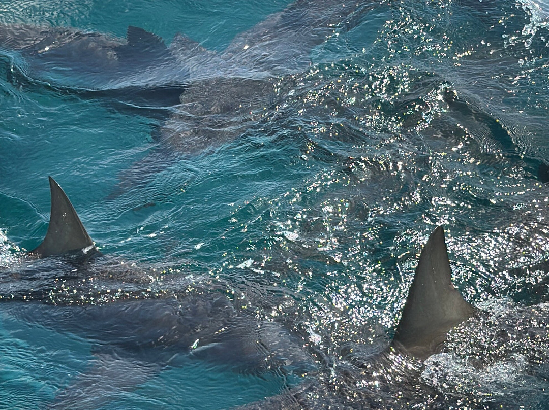 Neal Watson's Bimini Scuba Center-Alice Town必去景点