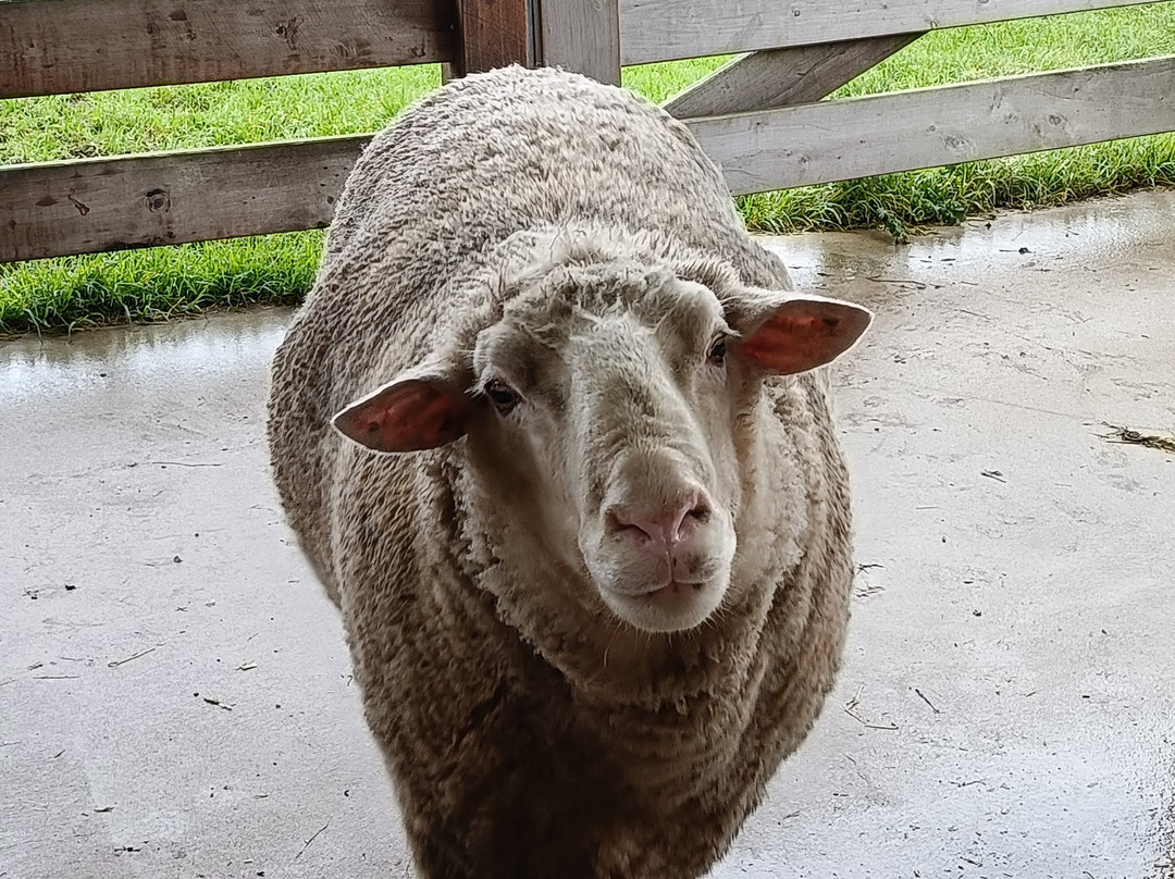 Creswick Woollen Mills-Creswick必去景点