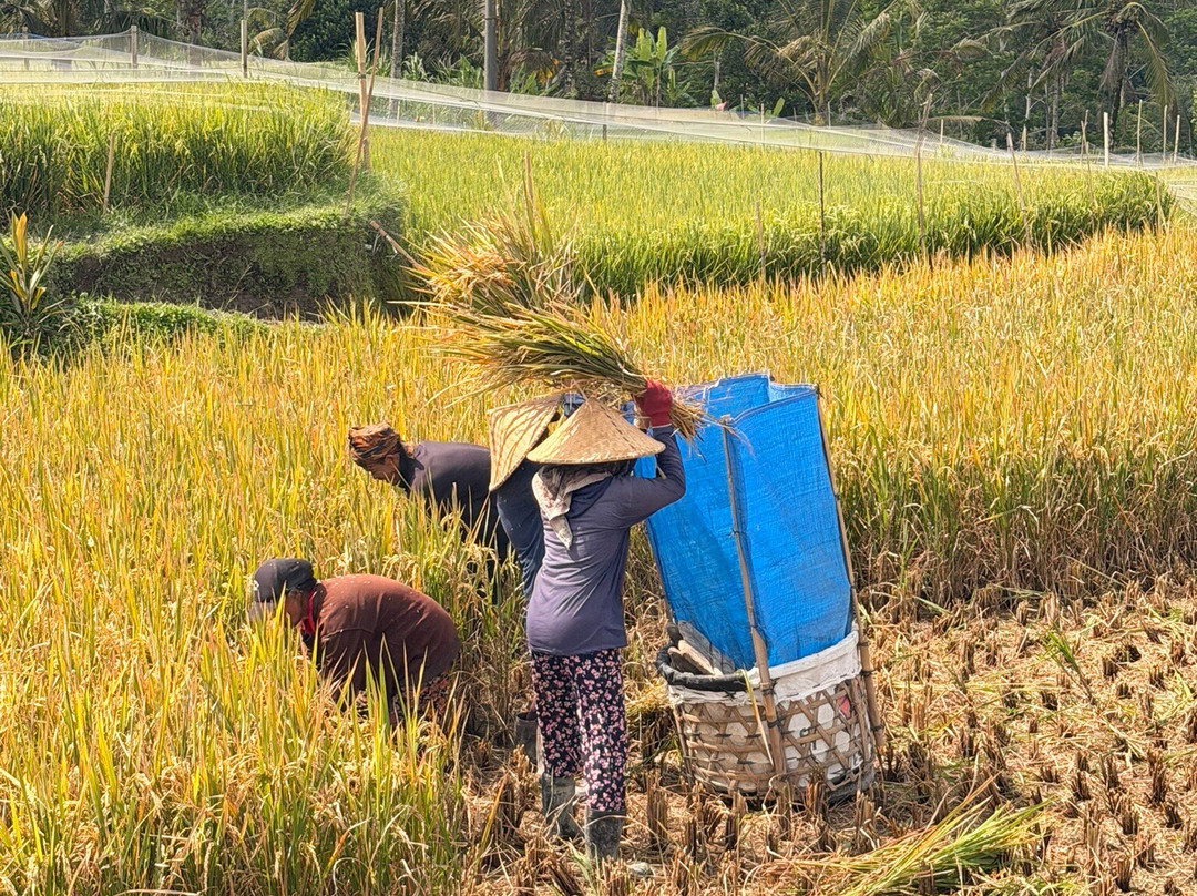 Bali Fun Bike Adventure-Pejeng Kaja必去景点