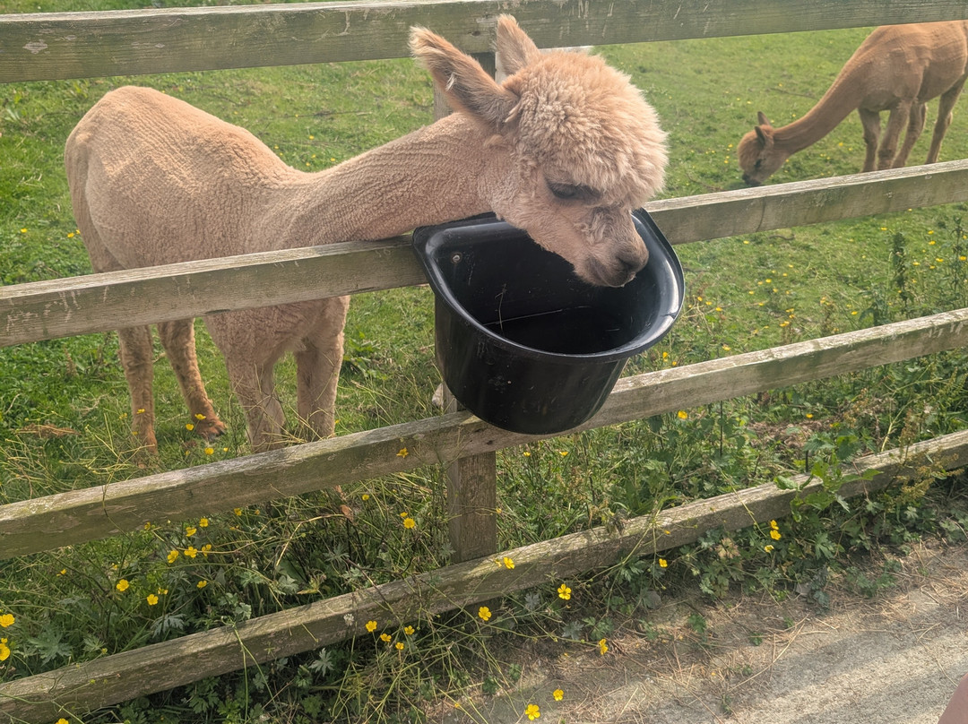 Wreay Syke Alpacas-肯德尔必去景点