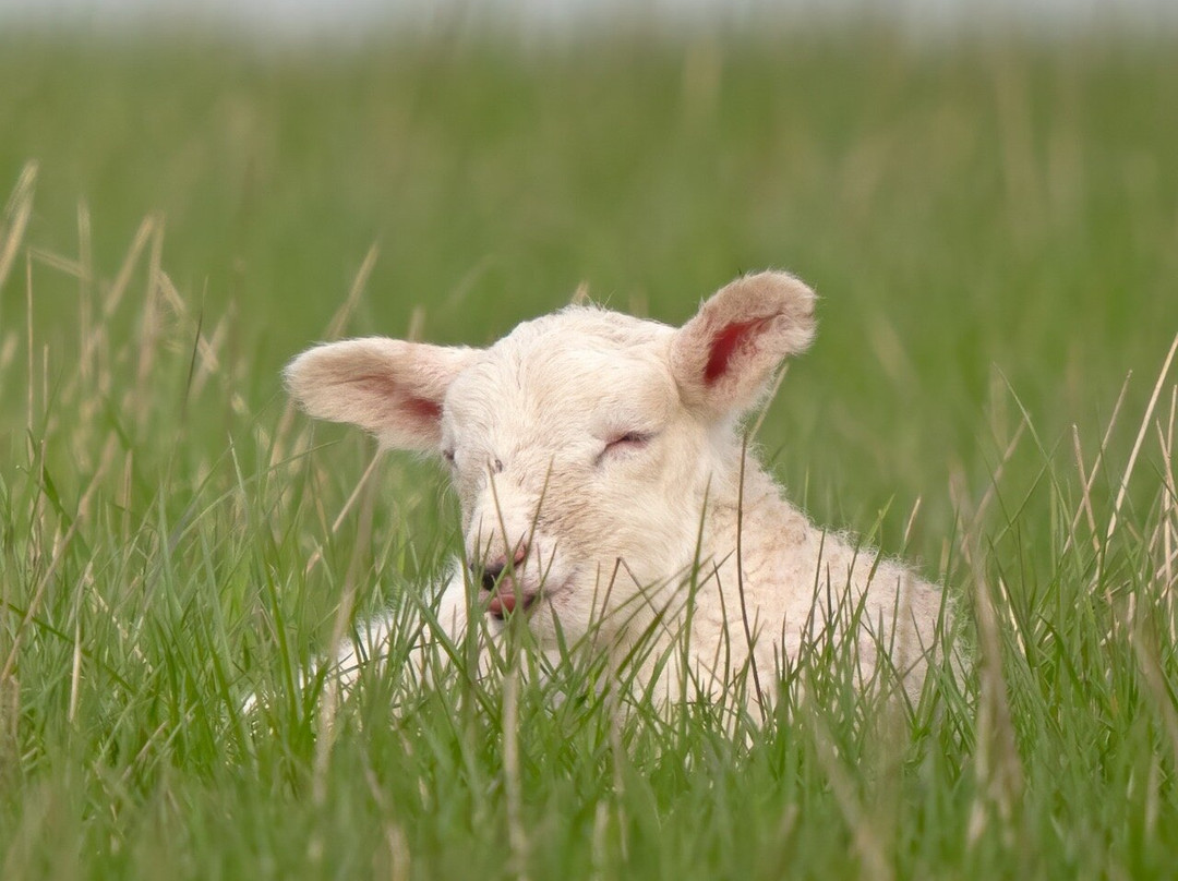 Bairnkine Farm Tours-Jedburgh必去景点