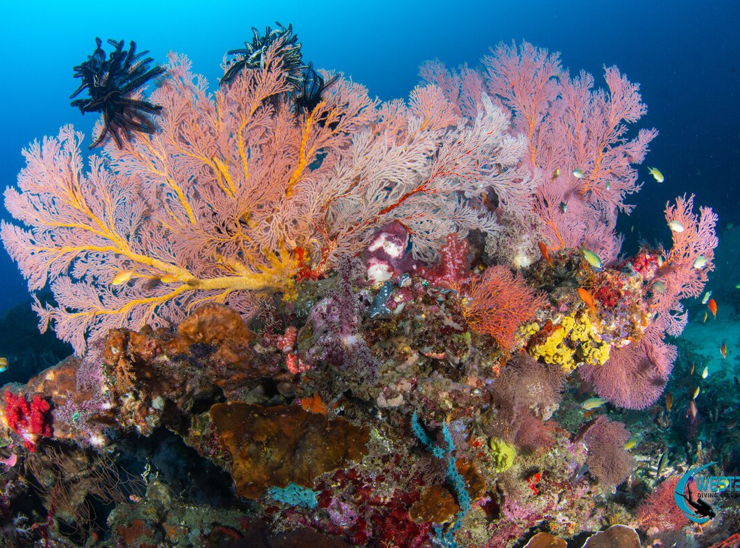 West Bali Diving And Snorkeling-Sumberkima必去景点