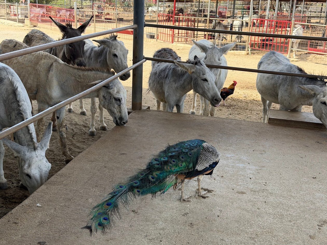 Donkey Sanctuary Aruba-Santa Cruz必去景点