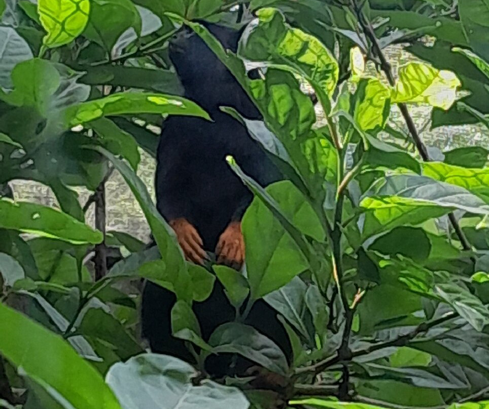 Zoo de Martinique-Le Carbet必去景点