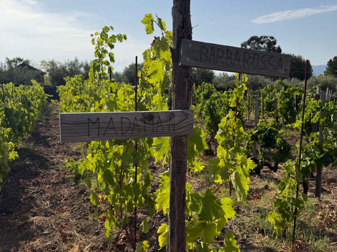 Casale 120 Winery-Rovittello必去景点