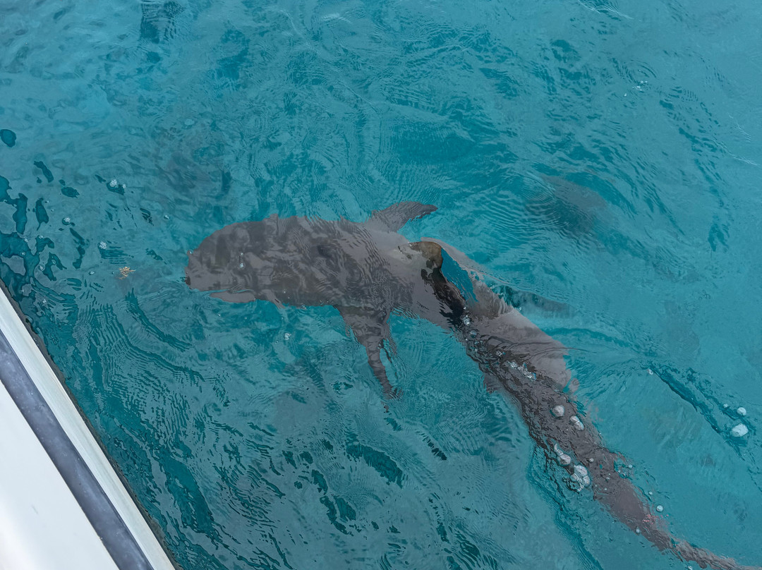 Neal Watson's Bimini Scuba Center-Alice Town必去景点