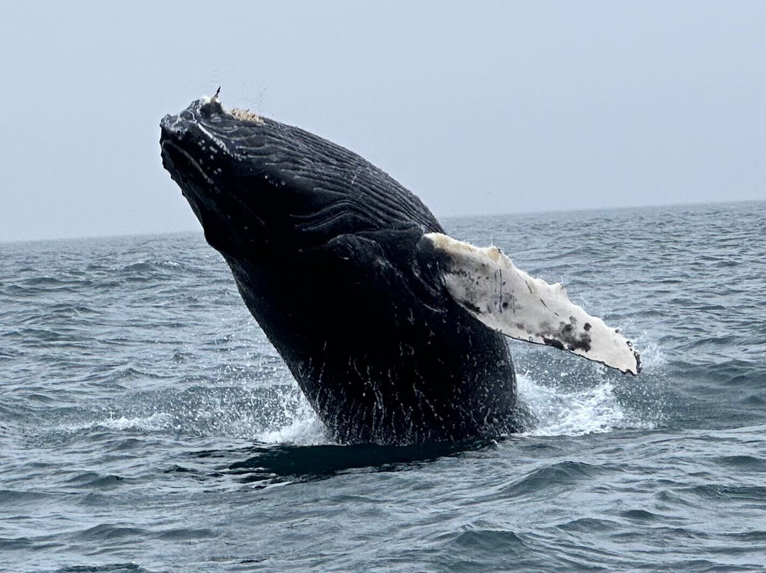 Freeport Whale & Seabird Tours-Freeport必去景点