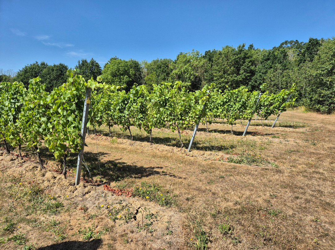 Missing Gate Vineyard-Woodham Ferrers必去景点