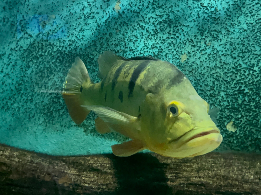 Aquarium Of The Amazon-伊基托斯必去景点