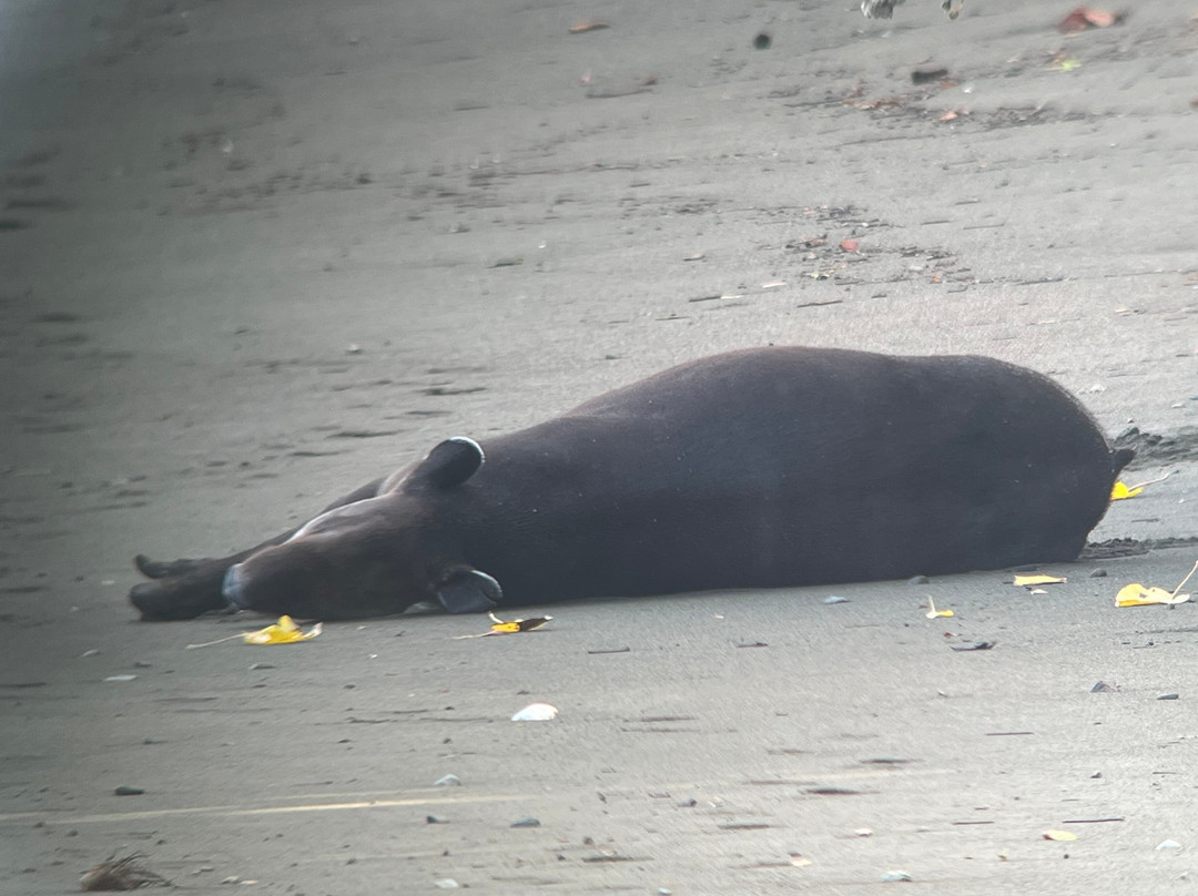 Corcovado Guia CR-希门尼斯港必去景点