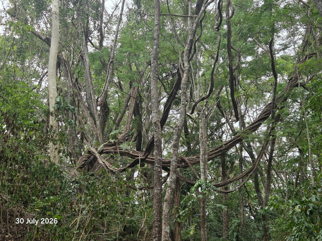 Sleeping Giant Zipline-纳迪市必去景点