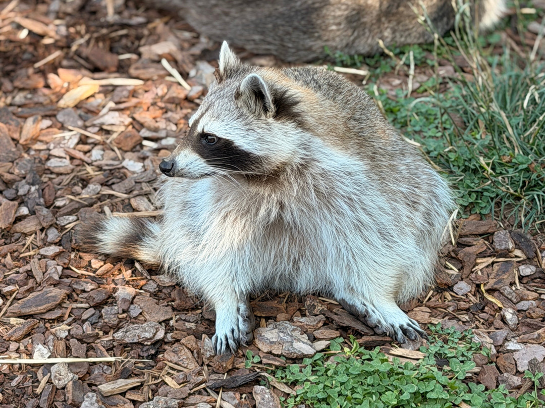 Parc Animalier De Sainte-croix-Rhodes必去景点