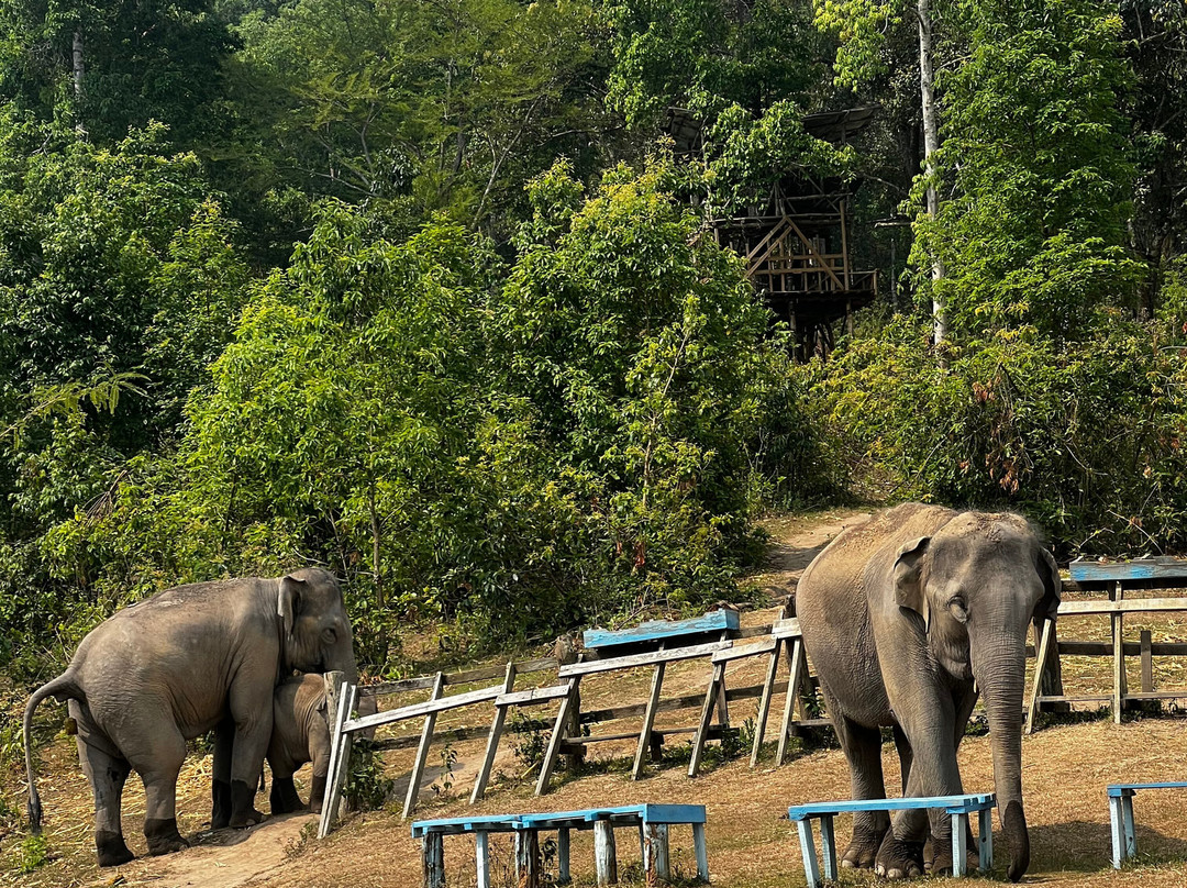 Blue Daily Elephant Care Sanctuary-清迈必去景点