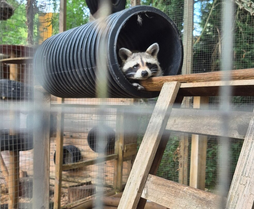 Pettitts Animal Adventure Park-Reedham必去景点