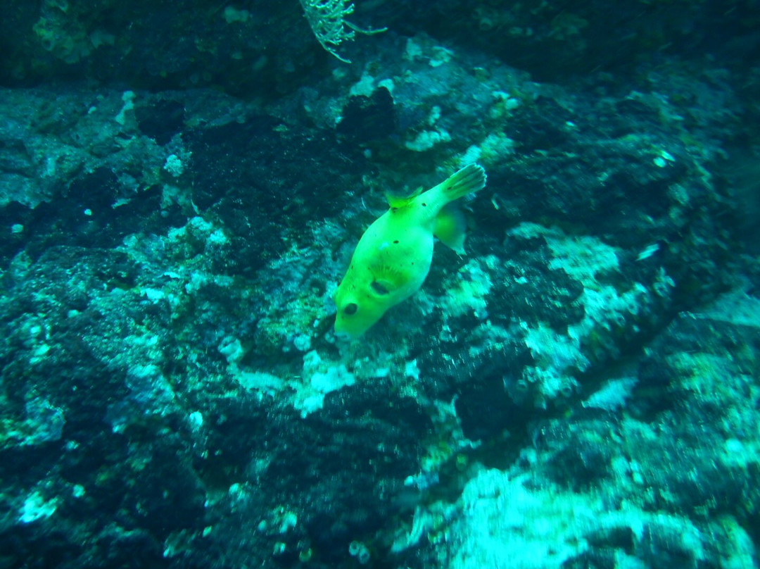 Osa Divers-Osa Peninsula必去景点