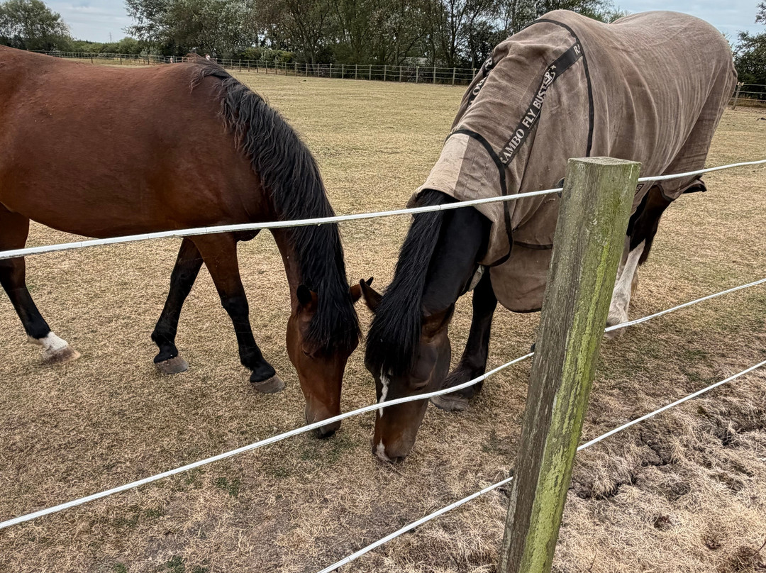 World Horse Welfare Penny Farm-黑潭必去景点