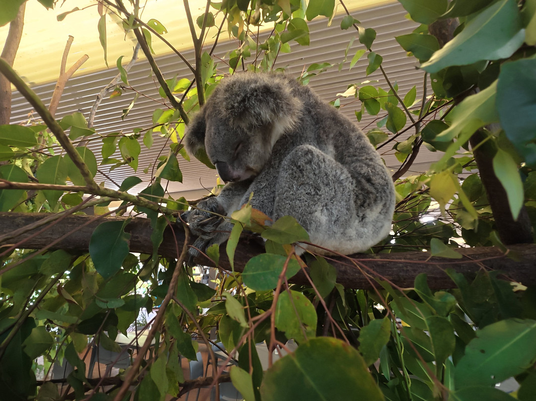 Wildlife Habitat Port Douglas-道格拉斯港必去景点