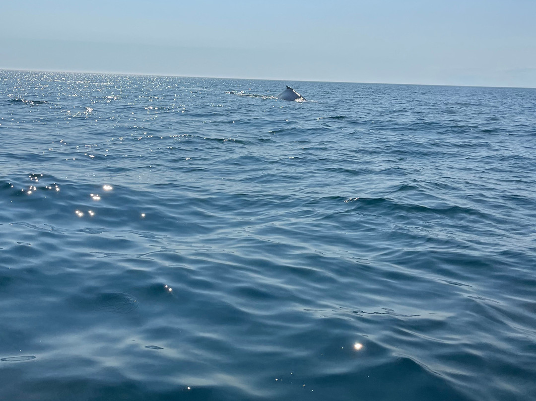 AWESOME Ocean Adventures-Freeport必去景点