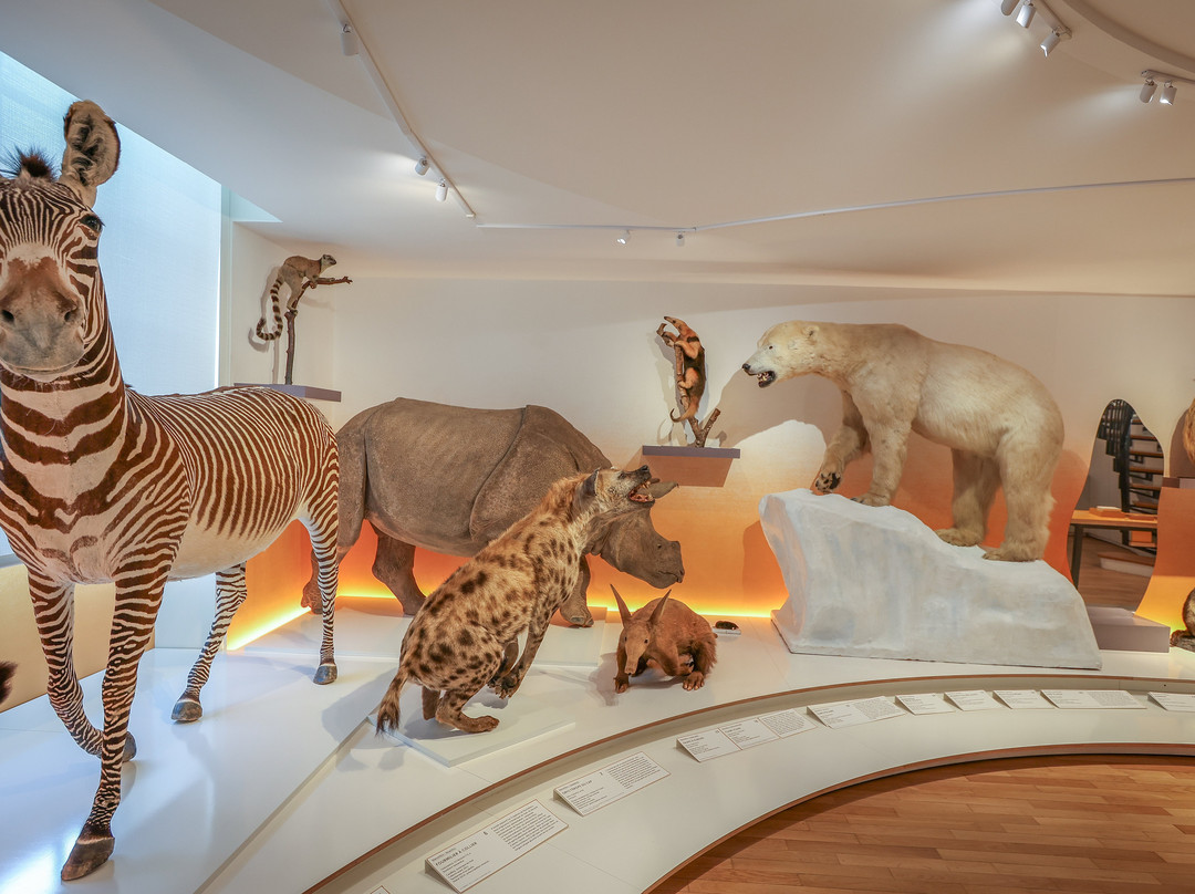 Muséum d'Histoire Naturelle-勒阿弗尔必去景点