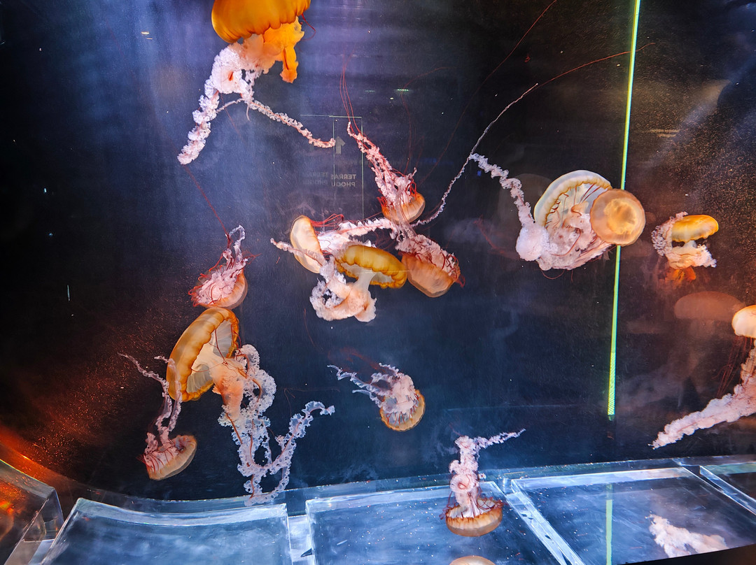 Aquarium de Biarritz-比亚里茨必去景点