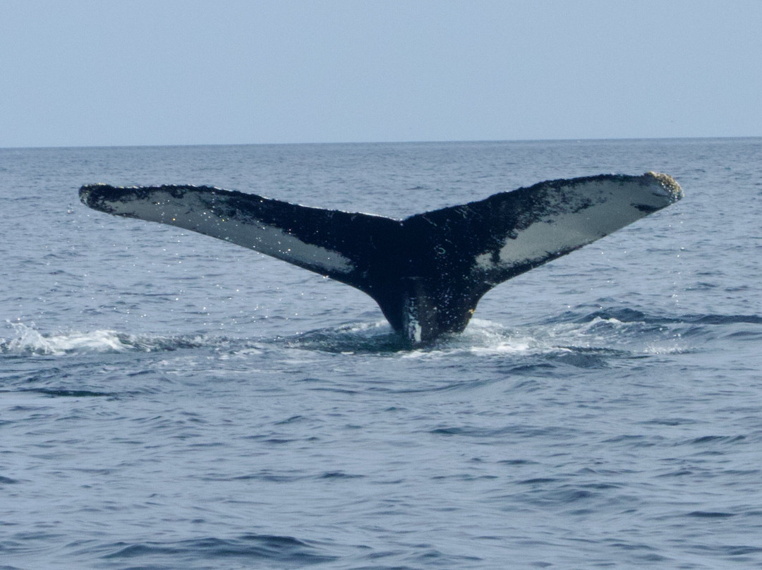Seas the Day Boat Tours-Bonavista必去景点