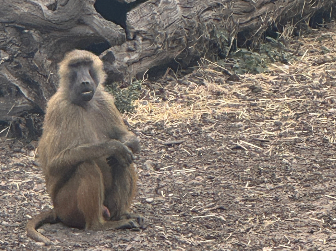 Yorkshire Wildlife Park-Auckley必去景点