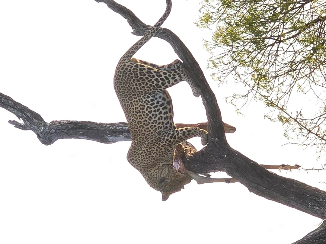 Southern Kruger Safaris-玛洛斯帕克必去景点