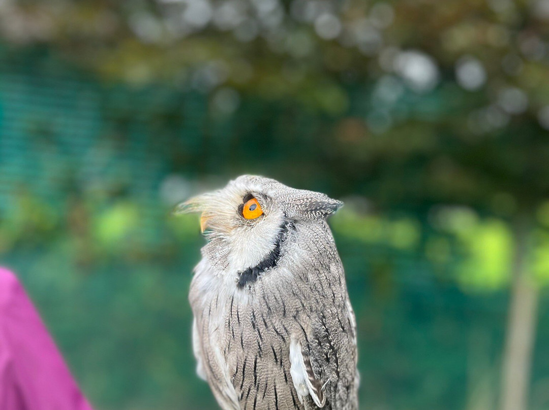 Killarney Falconry-基拉尼必去景点