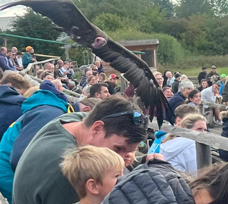 Hawk Conservancy Trust Bird of Prey Centre-Andover必去景点