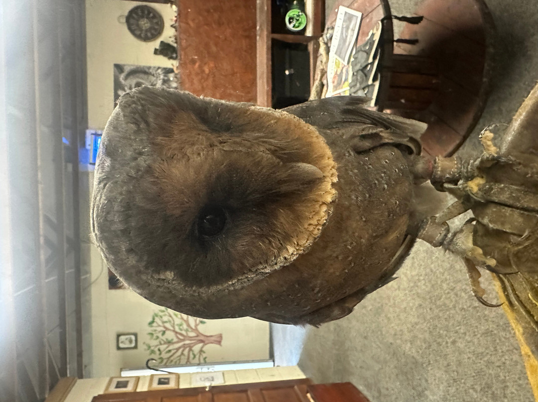 Riverside Falconry-纽卡斯尔必去景点