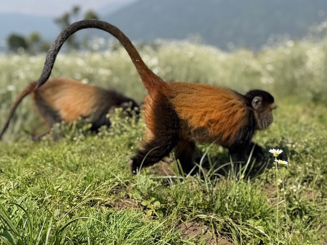 Virunga Gorilla Tours and Eco Safaris-Kisoro必去景点