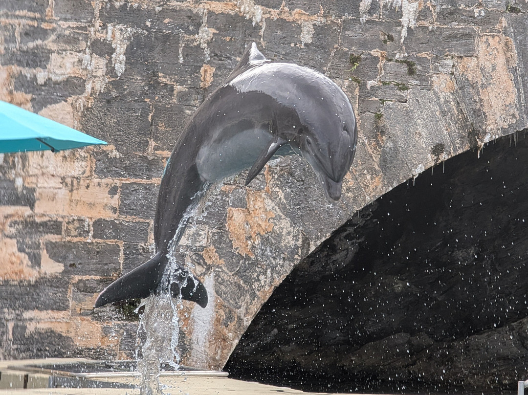 Dolphin Quest-Sandys Parish必去景点