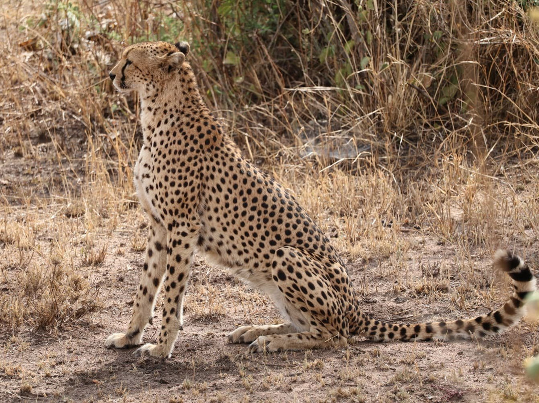 Sereland Africa Safaris-Sakina必去景点