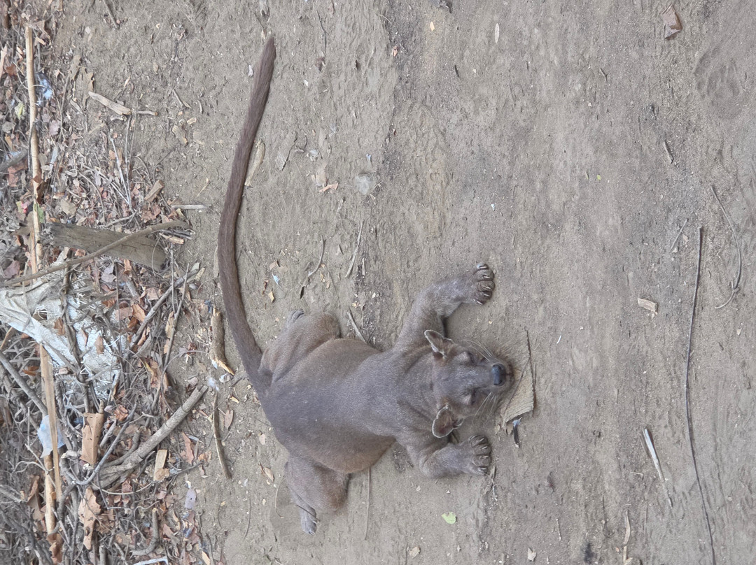 Kirindy Forest Morondava Madagascar-Morondava必去景点