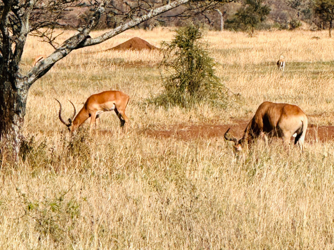 Sereland Africa Safaris-Sakina必去景点