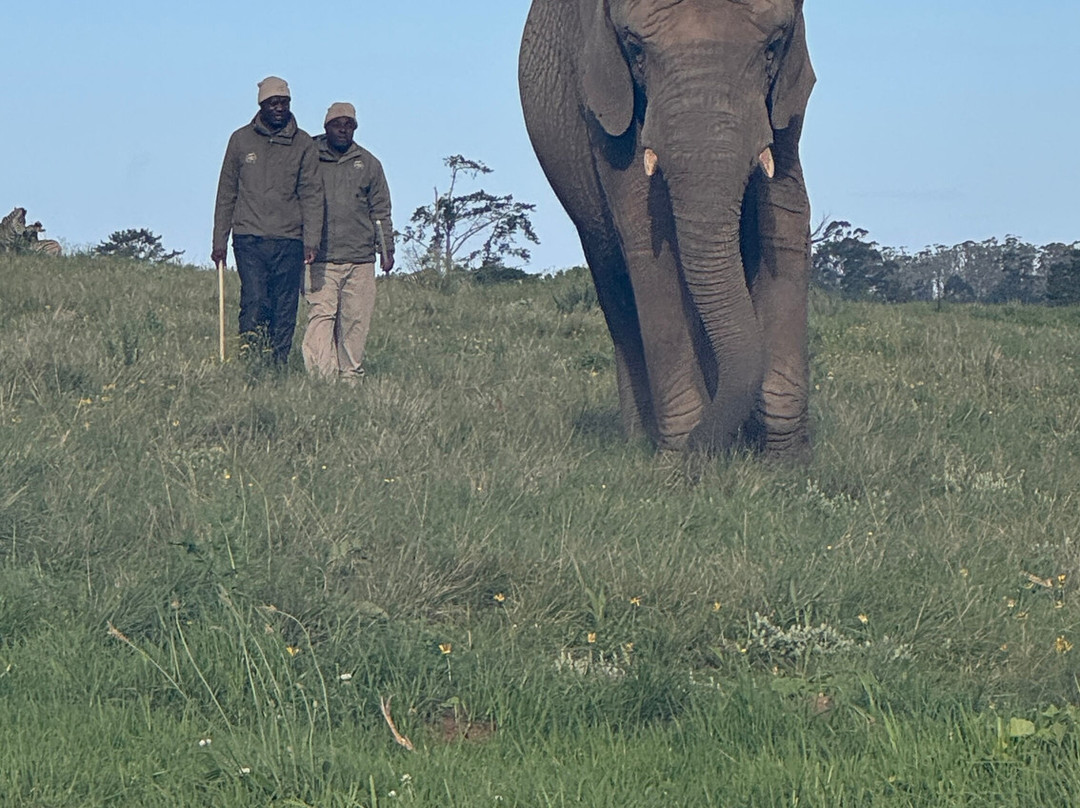 Elephant Sanctuary The Crags-The Crags必去景点
