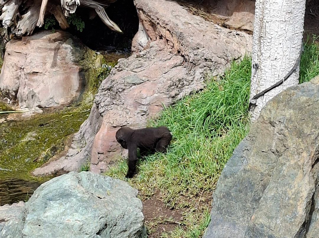 Bioparc Fuengirola-福恩吉罗拉必去景点