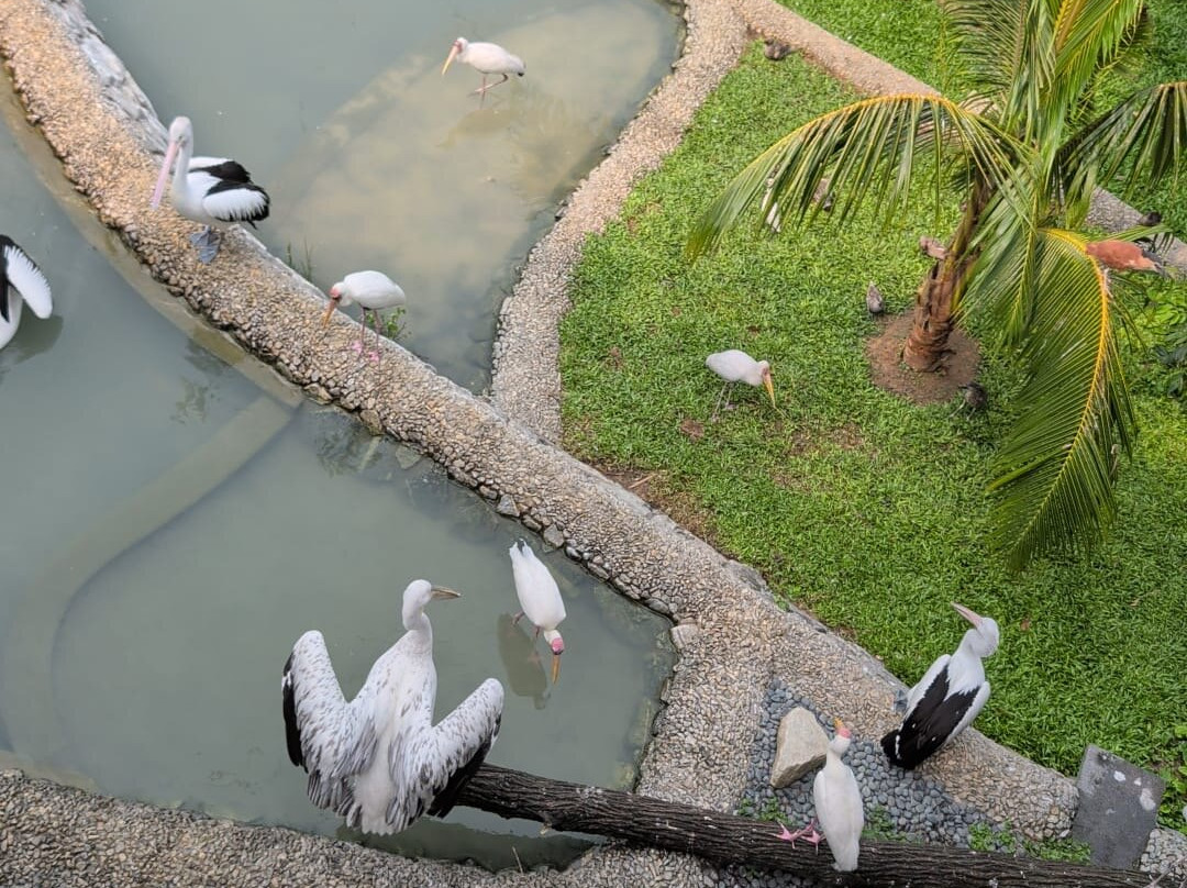 Bird Paradise-新加坡必去景点