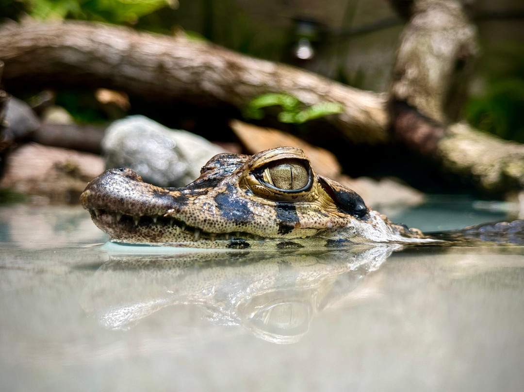Zoologico de Quito-Guayllabamba必去景点