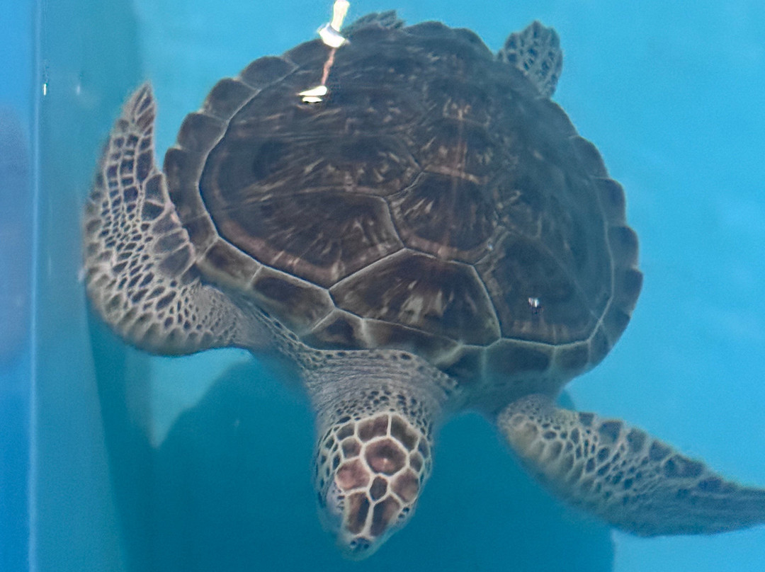 Ahungalla Sea Turtles Conservation And Research Center-亚洪加拉必去景点