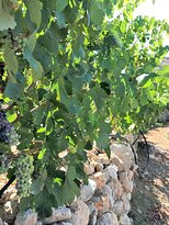 Manalis Winery-Sikinos必去景点