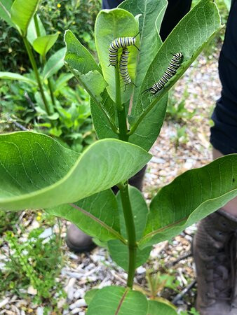 Holmes Educational State Forest-亨德森维尔必去景点