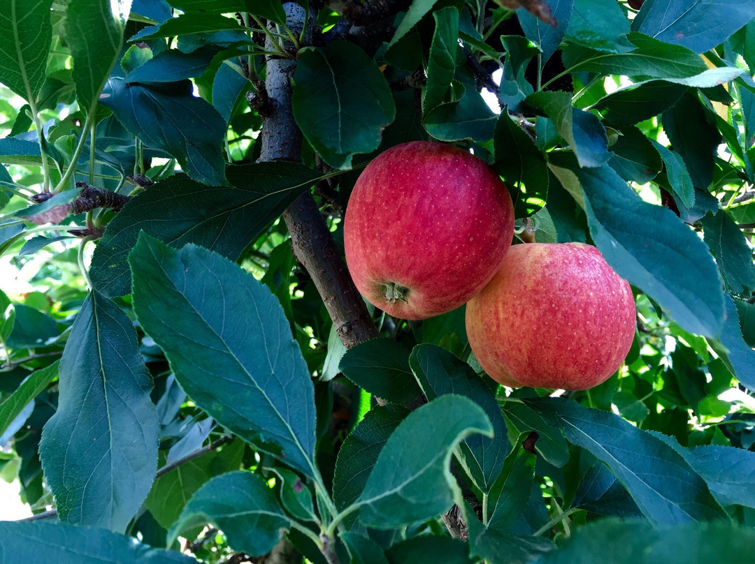 The Bilpin Fruit Bowl景点图片
