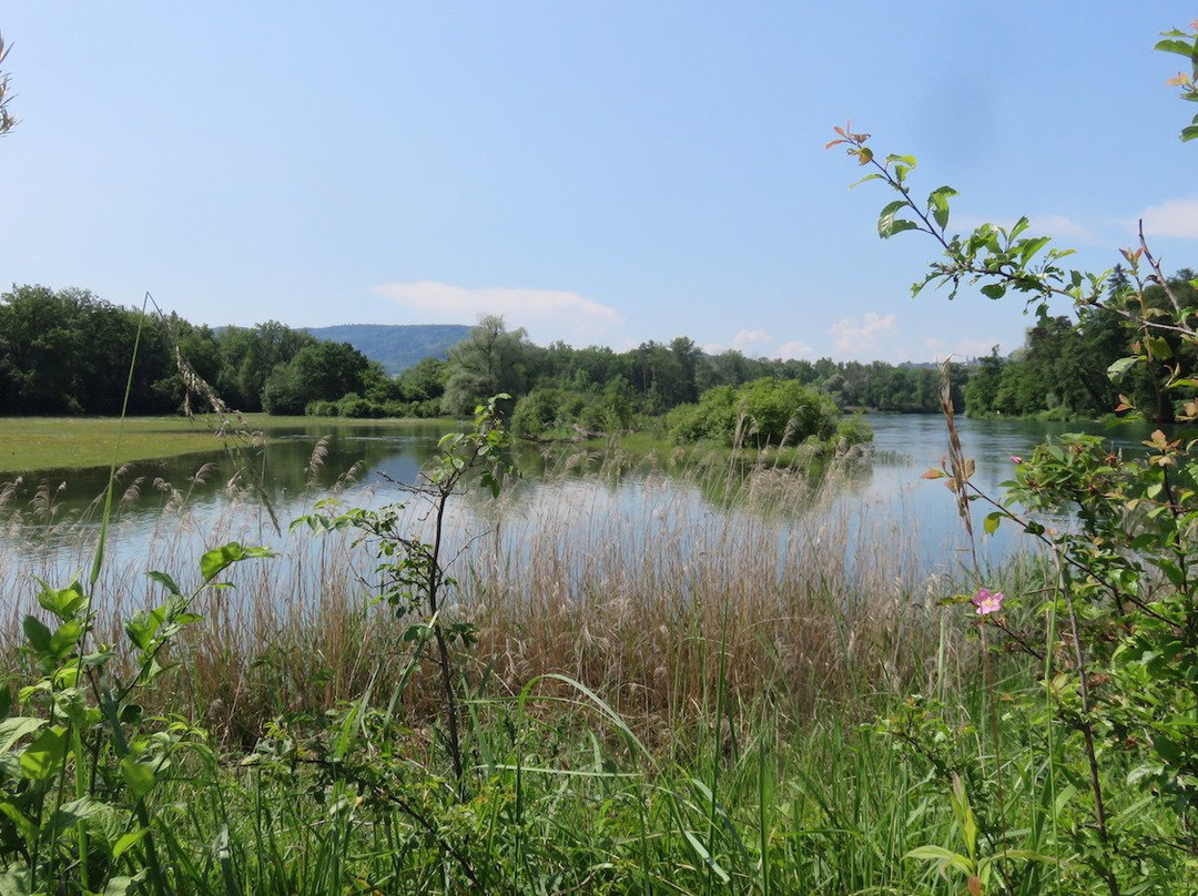 Naturzentrum Thurauen景点图片