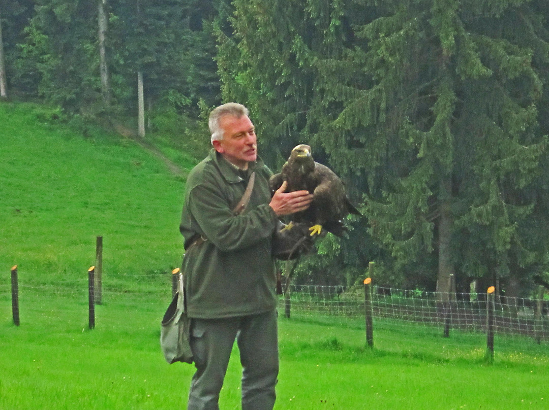 Lochau旅游景点-Adlerwarte Eagle Observatory