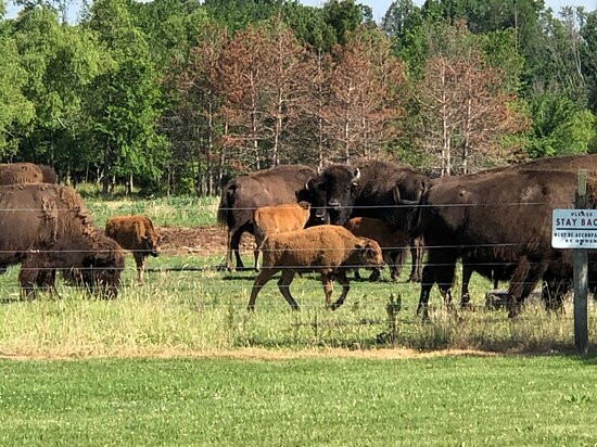 Pohl Bison Bed and Breakfast主图