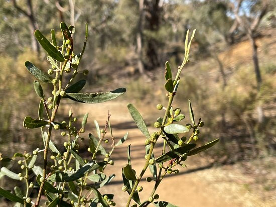Pink Cliffs-Heathcote必去景点
