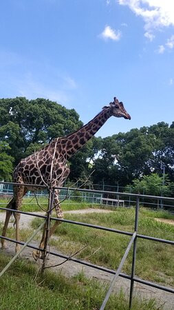 Omuta City Zoo景点图片