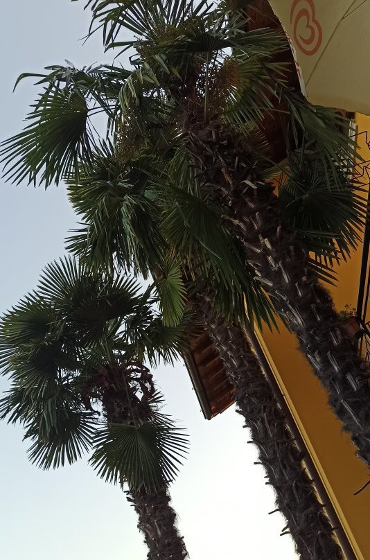 Locanda le Piante主图