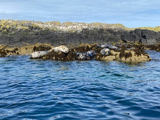 Farne Islands景点图片